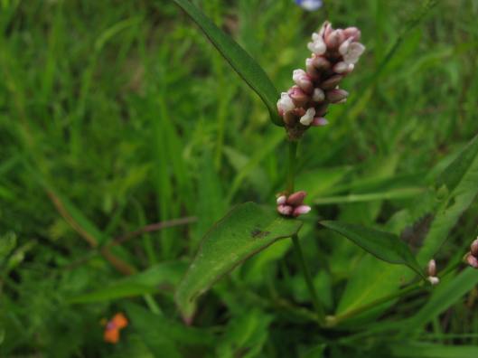 011Pale Persicaria