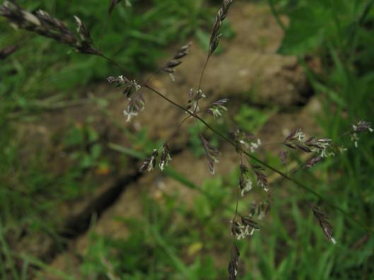 013Annual Meadow-grass