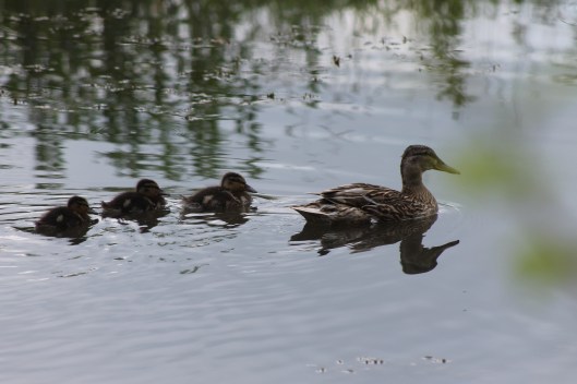 014Mallard duck with 3 ducklings