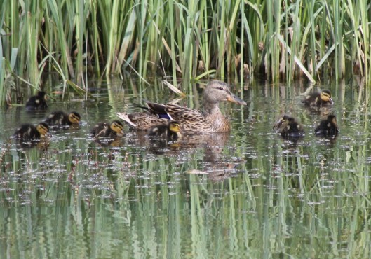 016Mallard duck with 8 ducklings