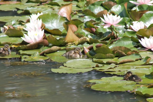 017 Three ducklings resting on lily-pads