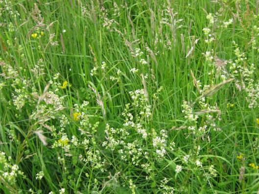 017Common Marsh Bedstraw