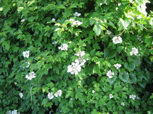 018Guelder rose