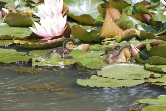 018Two ducklings resting on lily-pads