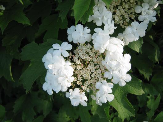 019Guelder rose flower