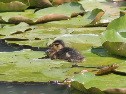 019Sleeping duckling