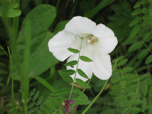023Hedge Bindweed