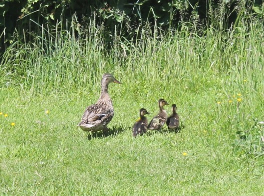 026Mallard duck with three ducklings