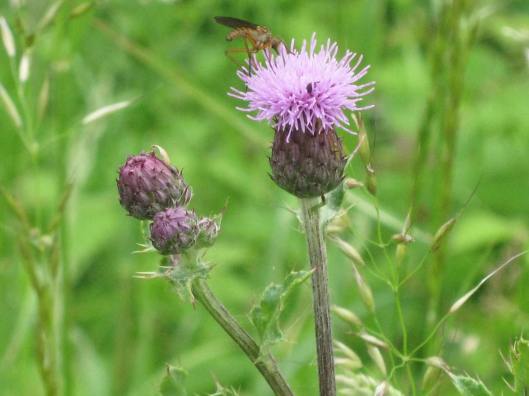 027Greater Knapweed with mosquito