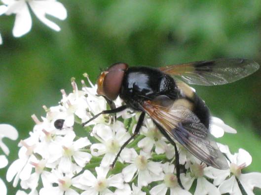 029Hoverfly on hogweed