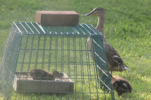 036Duck and ducklings