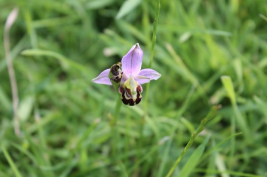 037Bee Orchid