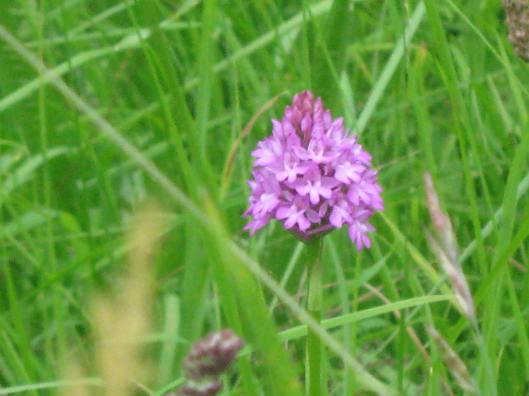 041Pyramidal orchid