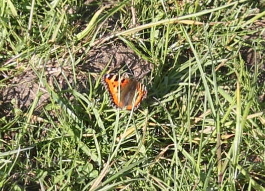 044Lesser Tortoiseshell butterfly