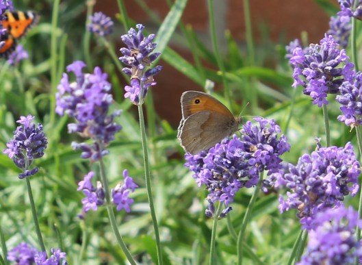 045LLavender with butterflies