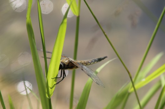051Four-spotted chaser