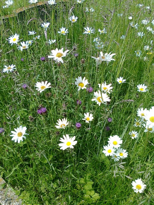 052Wild flowers in churchyard