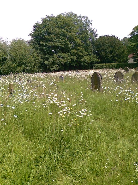054Ox-eye Daisies in churchyard