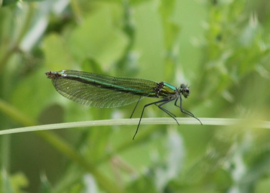056Female banded demoiselle