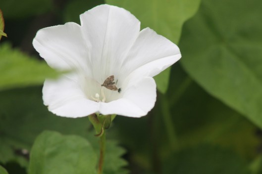 057Greater bindweed flower with pollen beetle and micro moth