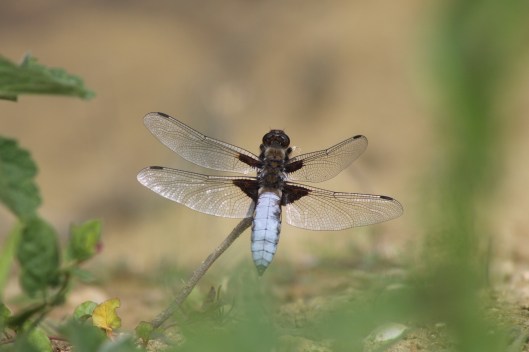 058Male broad-bodied chaser