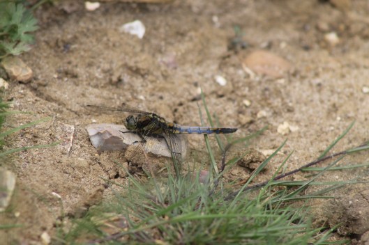 060Male black-tailed skimmer