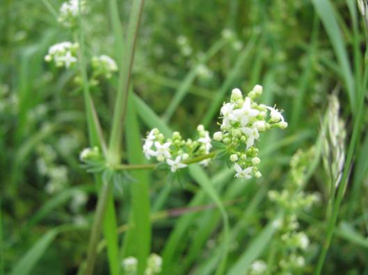 063Common Marsh Bedstraw
