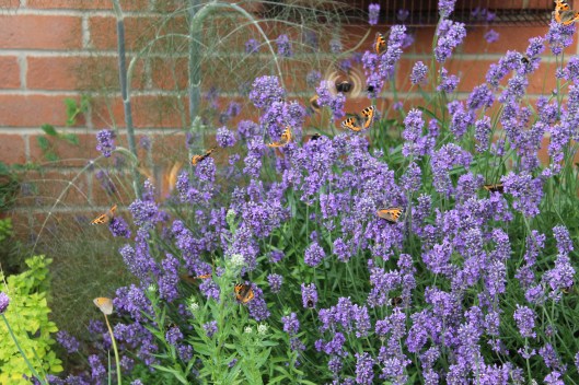 069Lavender with butterflies (cartoon) (2)