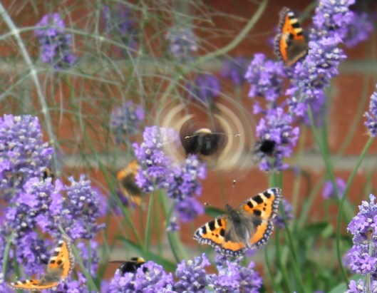 069Lavender with butterflies (cartoon)