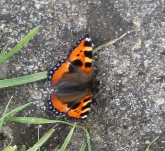 070Tortoiseshell butterfly
