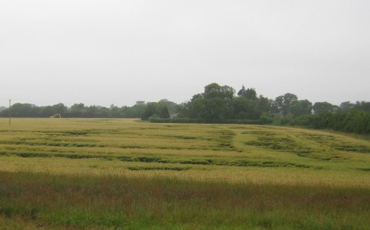 001Wheat field