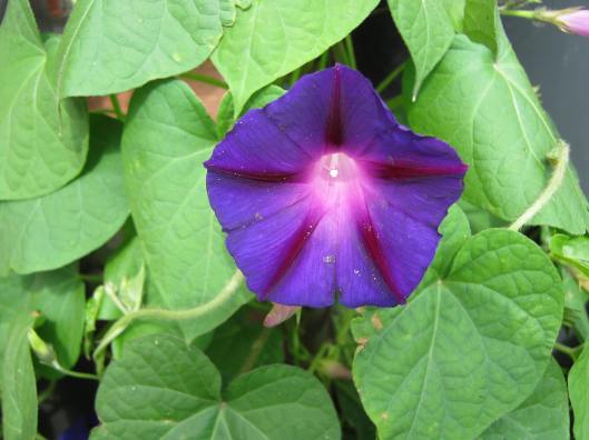007Morning glory