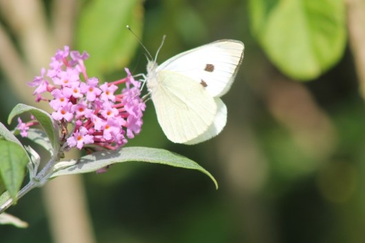 007White butterfly on buddleja