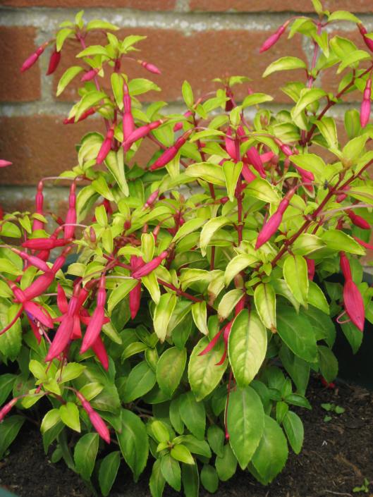 008Fuschia