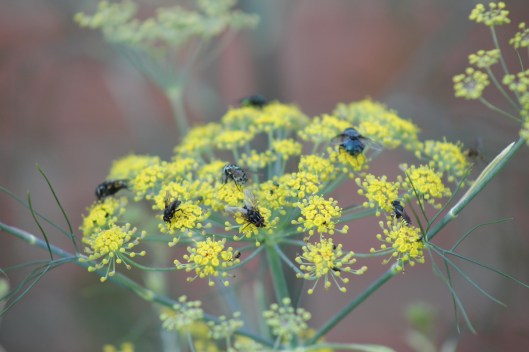 018Flies on fennel