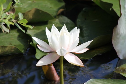 023Water lily