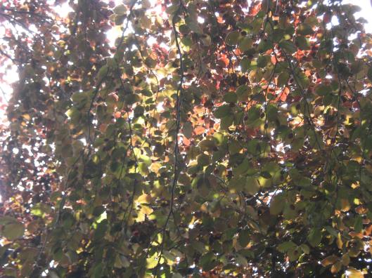 036Copper beech leaves (2)