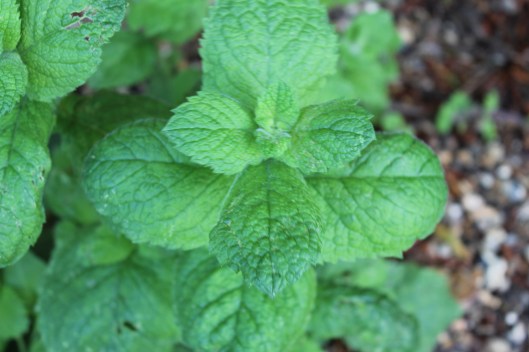 042Mum's mint