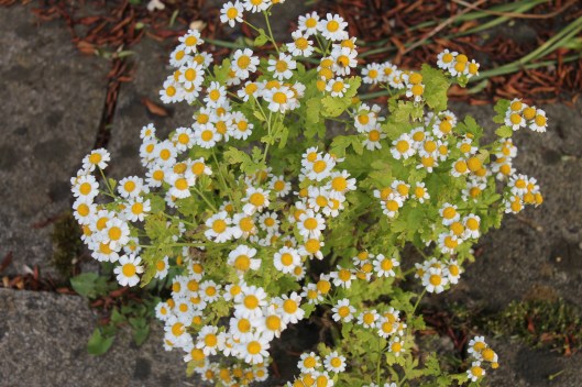 043Feverfew