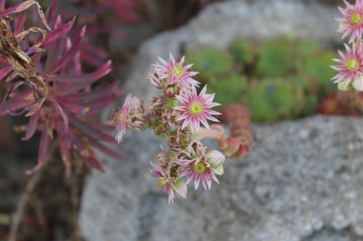 044Sempervivum - house leek