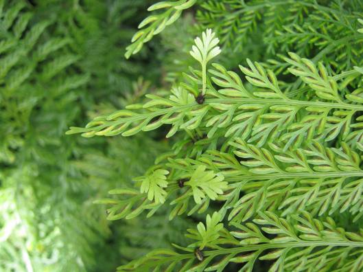 045New plants on old