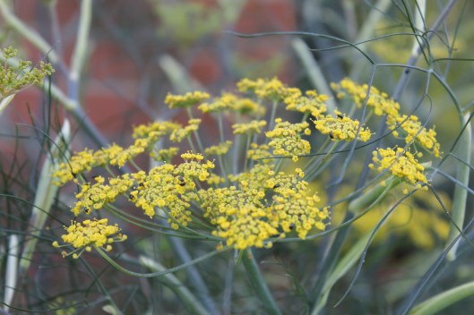 046Bronze fennel flowers