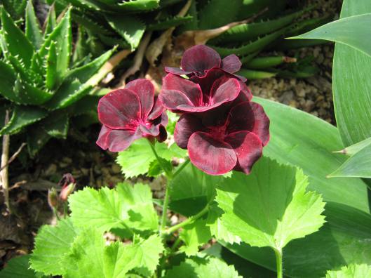 050Pelargonium