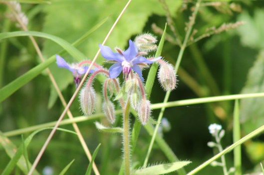 051Borage