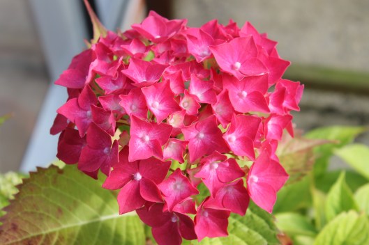 051Hydrangea