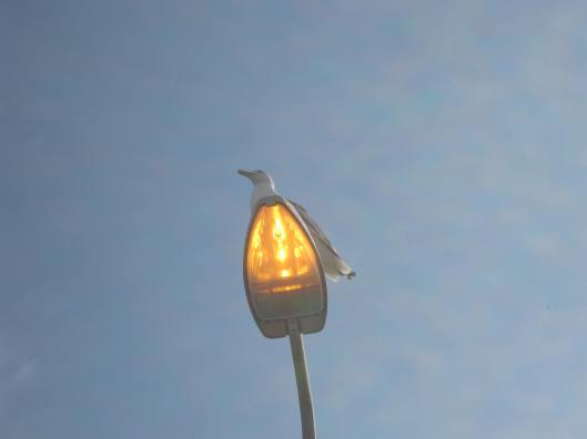 128Herring gull on lamp