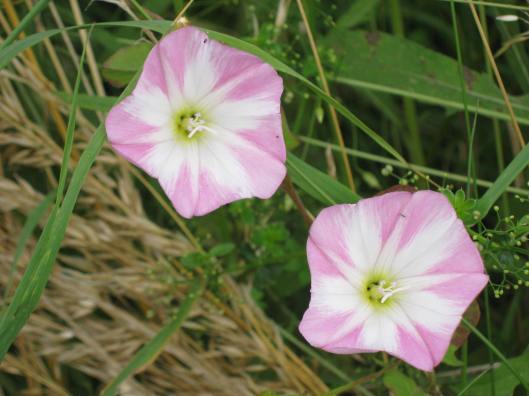 001Bindweed