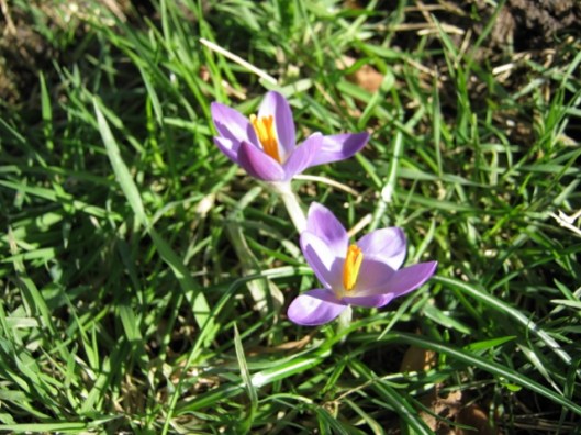 001Mauve crocus (640x480)