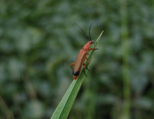 001Rhagonycha fulva