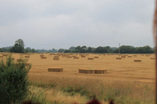 001Straw bales a.m.